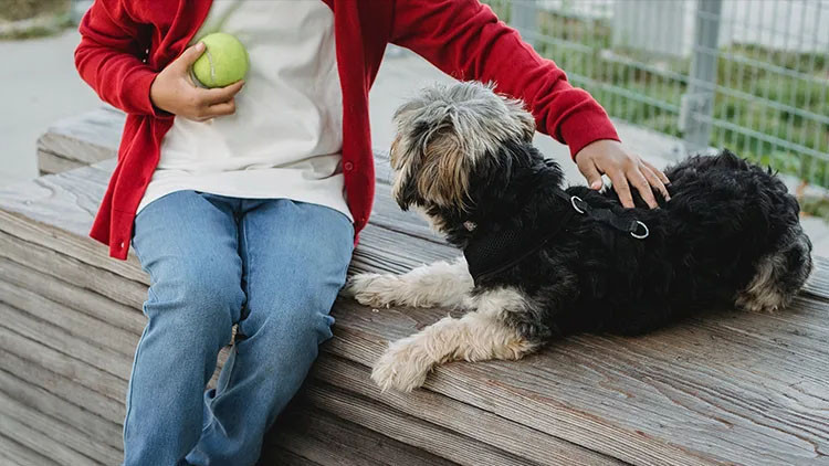 Evde köpek beslemek bebekleri bazı hastalıklardan koruyabilir